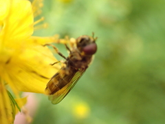 Platycheirus peltatus