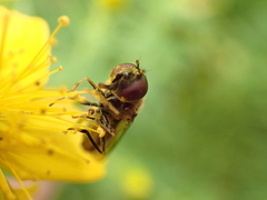 Platycheirus peltatus