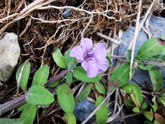 Dyschoriste poliodes