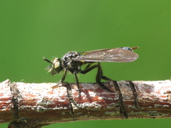 Holopogon chalcogaster
