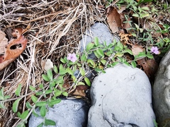 Dyschoriste poliodes