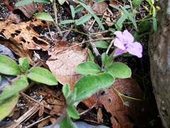 Dyschoriste poliodes