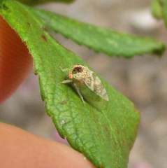 Cyrtolobus maculifrontis