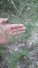 Scabiosa praemontana