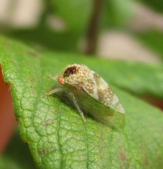 Cyrtolobus maculifrontis