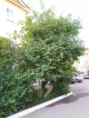 Crataegus laevigata