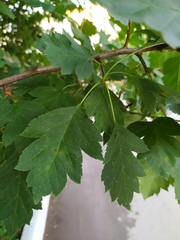 Crataegus laevigata