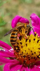 Halictus scabiosae