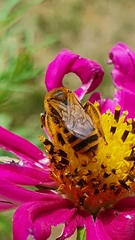 Halictus scabiosae