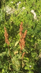 Rumex patientia orientalis