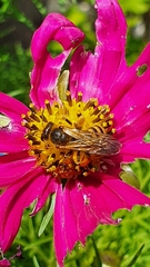 Halictus scabiosae