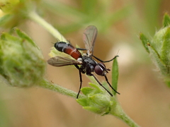 Cylindromyia pusilla