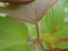 Viburnum trilobum image