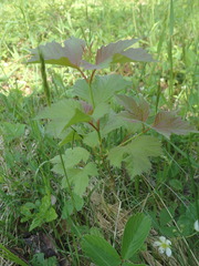 Viburnum trilobum image