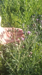 Cirsium arvense vestitum