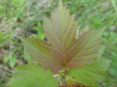 Viburnum trilobum image