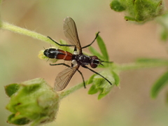 Cylindromyia pusilla