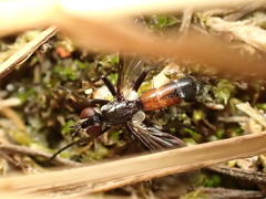 Cylindromyia pusilla