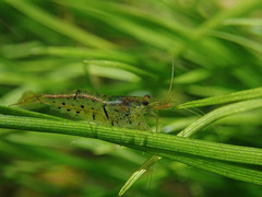 Caridina cantonensis