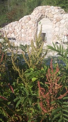 Rumex patientia orientalis