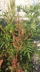 Rumex patientia orientalis
