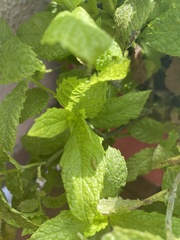Psyllobora vigintiduopunctata