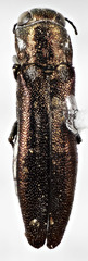 Agrilus egenus
