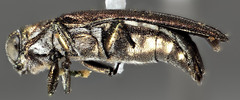 Agrilus egenus