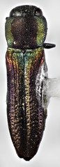 Agrilaxia arizonae