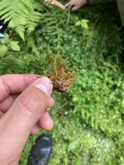 Herzogiella seligeri