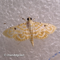Notarcha aurolinealis