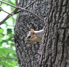 Sciurus niger