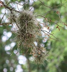 Tillandsia recurvata