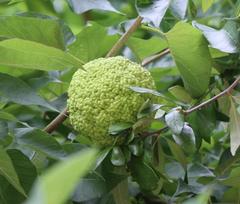 Maclura pomifera