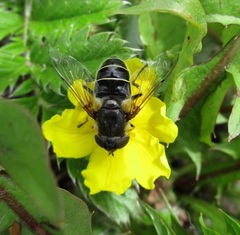 Eristalis obscura