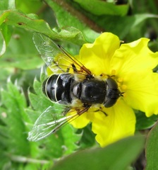 Eristalis obscura