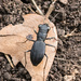 Loamy-ground Tiger Beetle - Photo (c) Greg Lasley, some rights reserved (CC BY-NC), uploaded by Greg Lasley