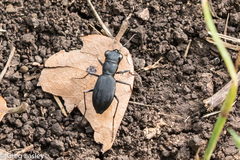 Dromochorus belfragei