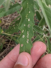 Cercospora solani