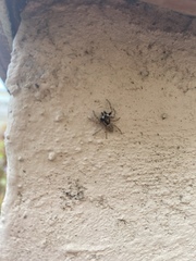 Menemerus semilimbatus
