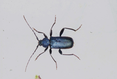Callidium violaceum