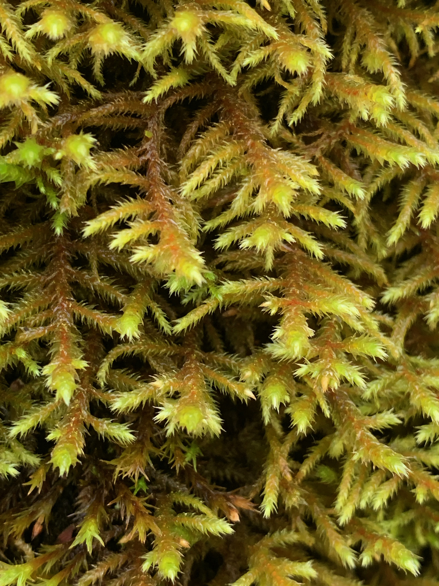 Antitrichia californica