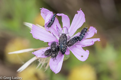 Acmaeodera ornatoides