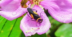 Hemithyrsocera vittata