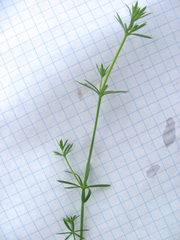 Galium tinctorium