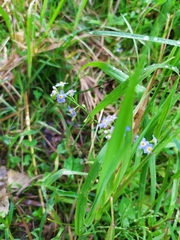 Myosotis nemorosa