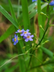 Myosotis nemorosa