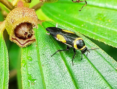 Hemithyrsocera vittata