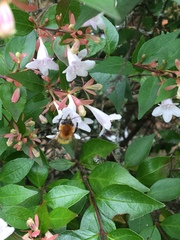 Bombus pascuorum