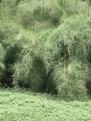 Muhlenbergia dumosa